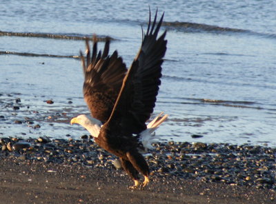 Eagle in Homer, AK